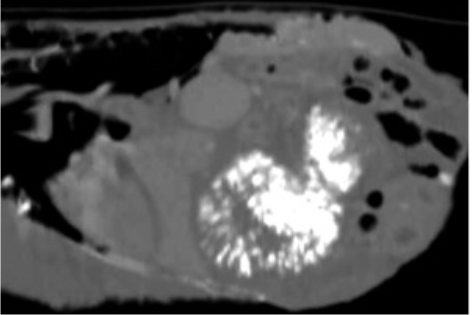 Are Your Parrots at Risk? New Insights on Lipid Disorders in Psittacine Birds