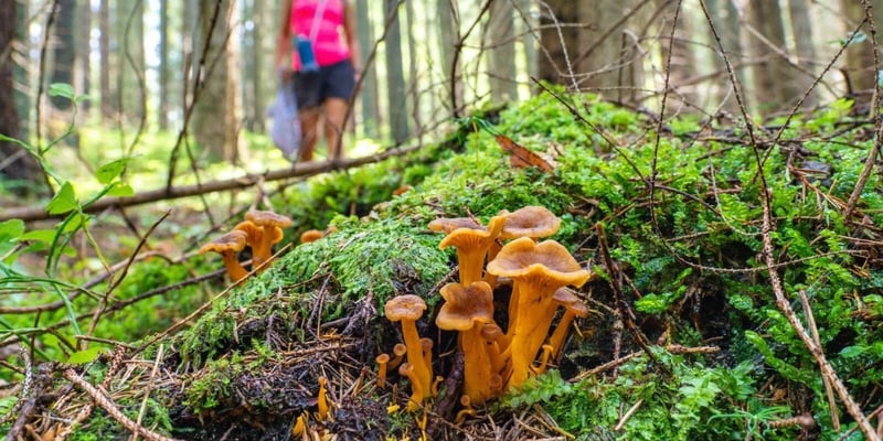 These Global Foraging Skillcations Will Help You Learn to Live Off the Land