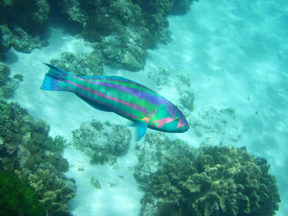 World Heritage Reef Risks, Space Food Challenges, and Bats' Cognitive Abilities