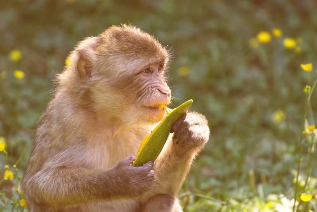 Congress Is Coming for Our Wildlife and Climate