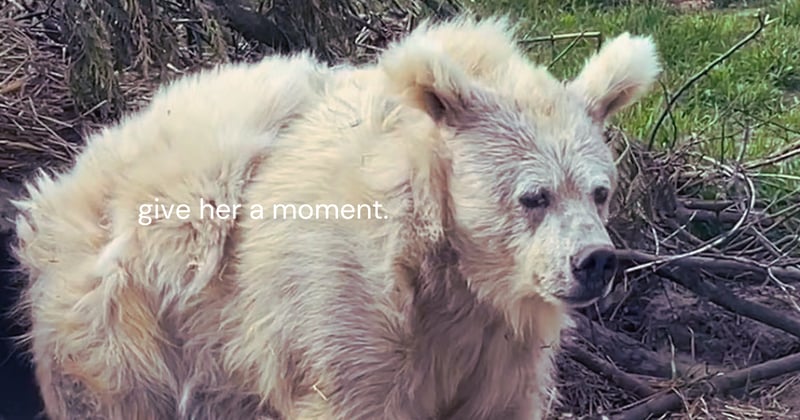 Have you heard of walking hibernation? 