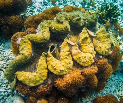The Giant Clams of the Philippines – Reef Guardians Under Threat and Revival