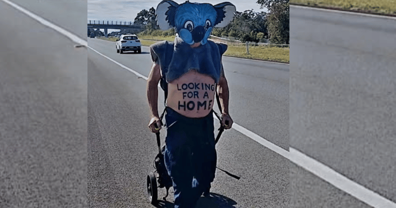How much can a koala bear? This 70-year-old Coffs Harbour activist is about to find out