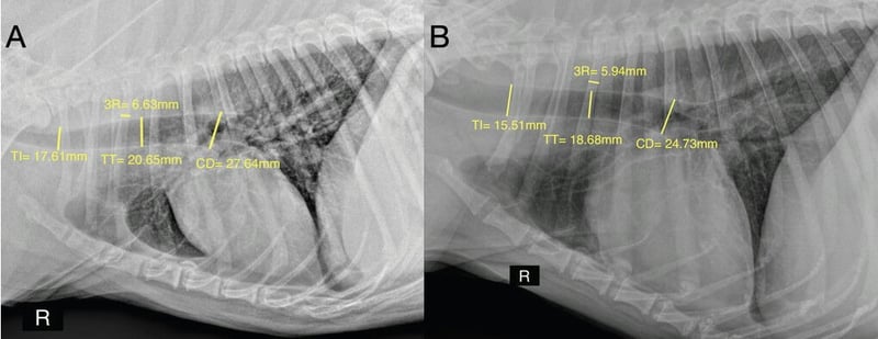 Can a Chest Radiograph Reveal Laryngeal Paralysis? New Evidence Points to the Carina