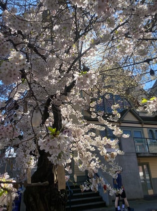 Lamp Post: March 25th - 31st