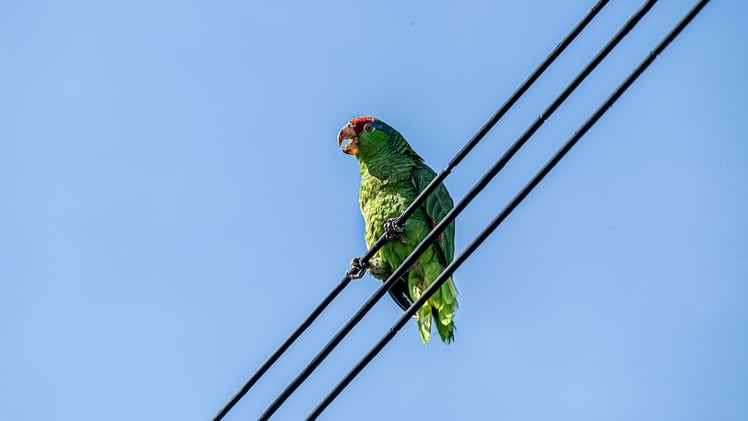 🎲 BBQ, Astrology, and Board Games