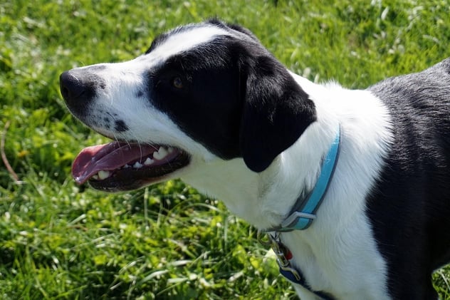 Demodectic Mange in Dogs: Symptoms & Treatment