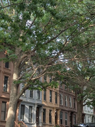 🌳 NYC Parks Response to Frustration with Tree Maintenance