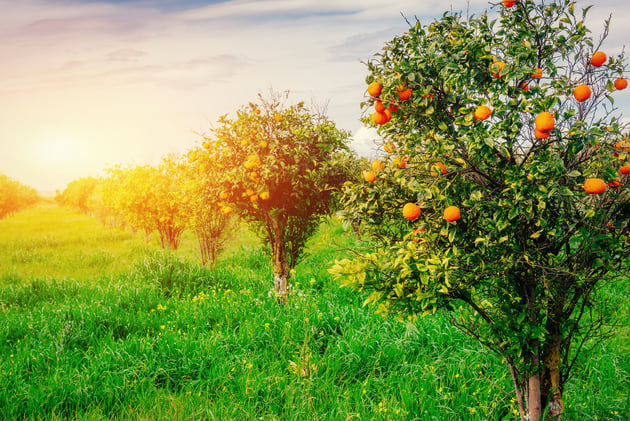 Issue 16: "Good for Food" - Gen. 2:9