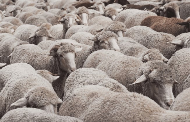 The Lord Who Shepherds Me