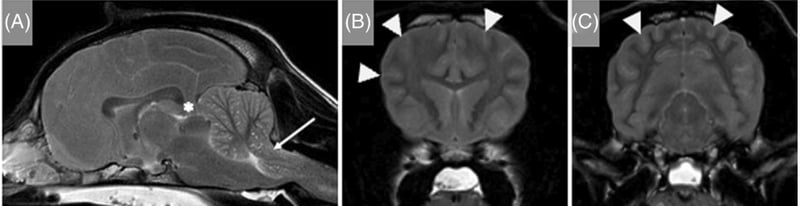 Hope or Hurdles? Predicting Recovery in Pets with Brain Injury