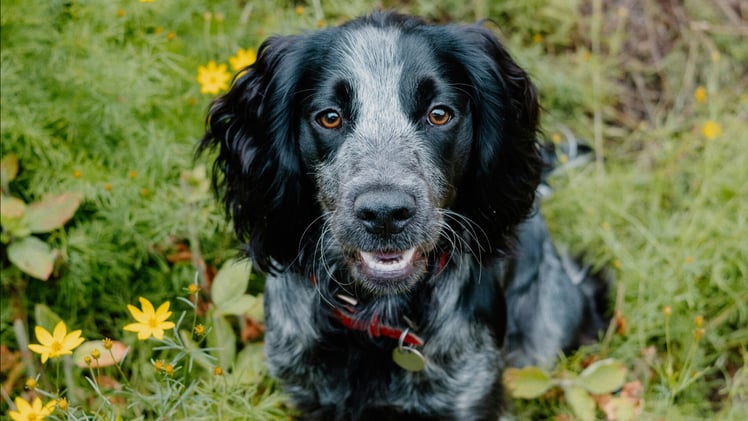 🐕 How to feed your dog whole foods