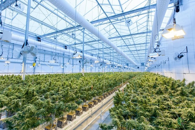 Cannabis and Sustainability: How Businesses Can Reduce Their Environmental Impact
