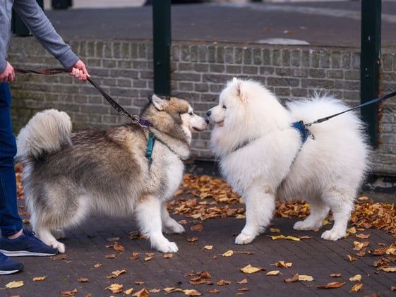 7 Brutally Honest Reasons You Should NEVER Let Your Dog Greet Other Dogs on a Leash