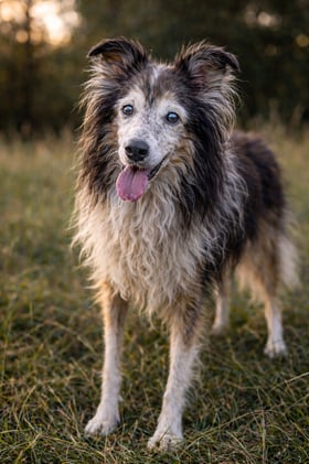 Why Letting Foster Pets Go Is a Win