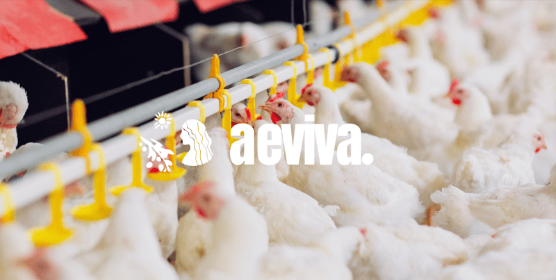 The Chicken You Eat Today Weighs 4x More Than the One Your Grandparents Ate