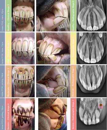 Silent but Severe: EOTRH Affects Two-Thirds of Aged Icelandic Horses