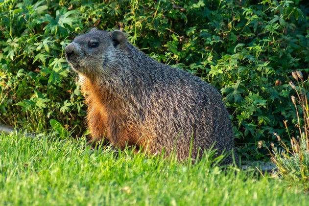 Women's ZenMindset Newsletter