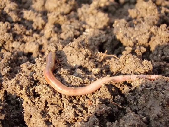 The Soil Microbiome Revolution: Your Farm's Invisible Workforce
