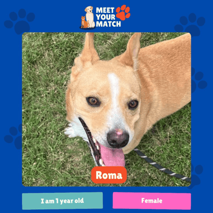 🐾Free Pet Adoptions, Market Days, & More New Braunfels Fun