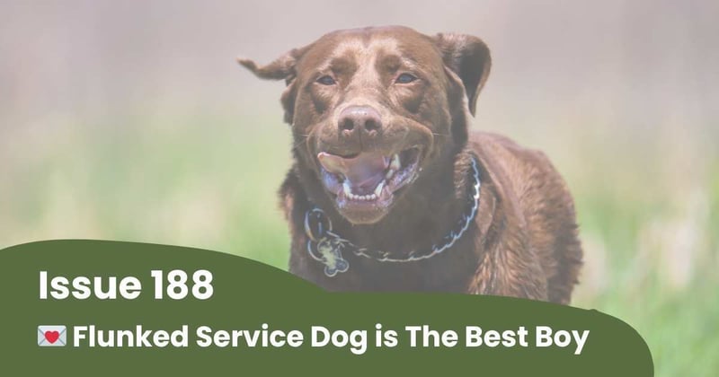 💌 Flunked Service Dog is The Best Boy