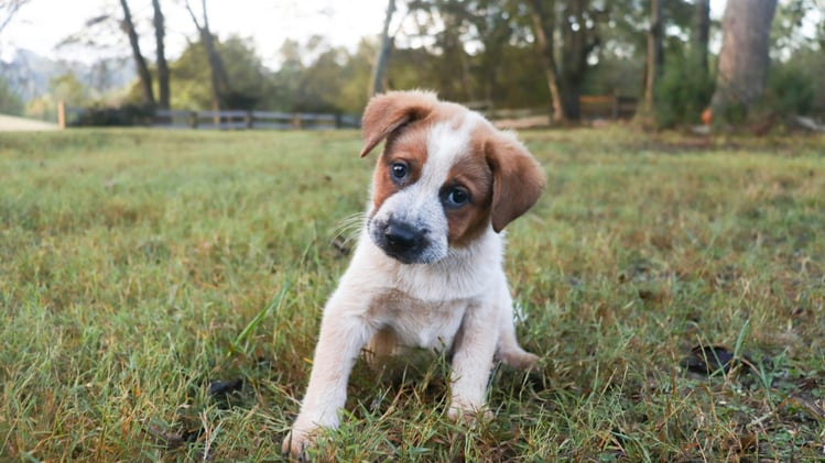 🐕 Why is choosing dog food so confusing?