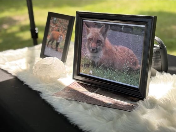 Remembering the Bells Corners fox