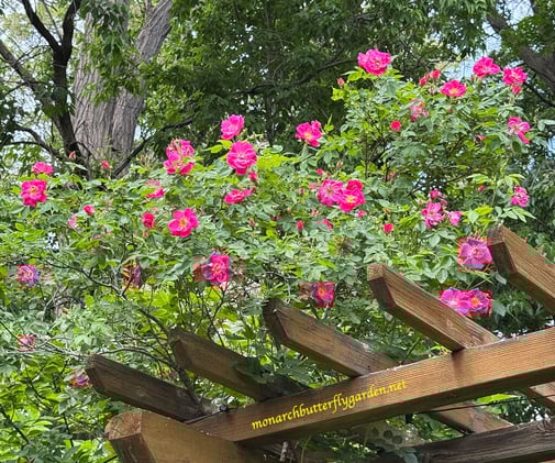 Garden Tour Part 2: Perennial Bed