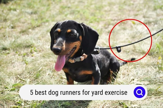 5 Best Dog Runners for Yard Exercise (2024)