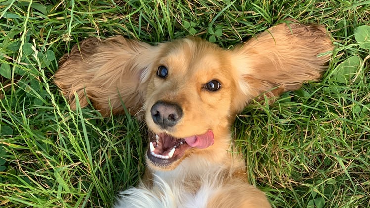 🐕 Does your home smell like dog?