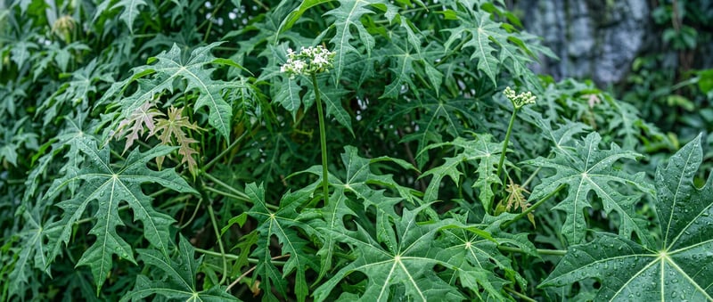 Sheinbaum Wants U.S. Forces Back in Mexico