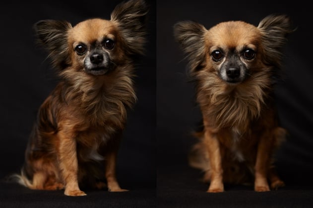 Capturing Polar Bears in the Wild and Using Soft Light for Furry Faces