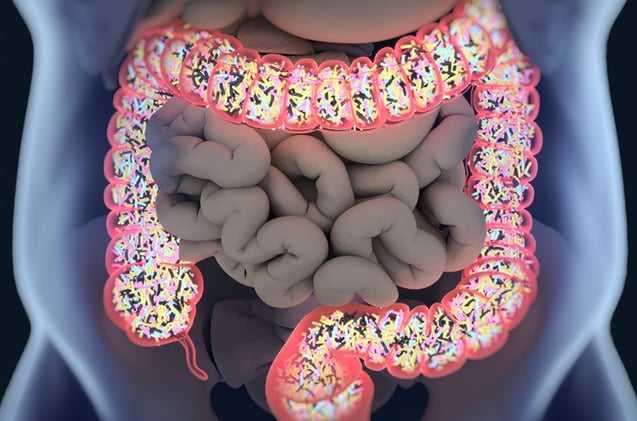 Tu microbiota intestinal: el ejército invisible que protege tu salud durante el cáncer