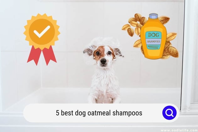 5 Best Dog Oatmeal Shampoos (2024)