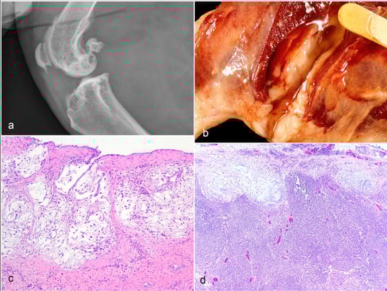 Recognizing Synovial Tumors in Dogs: New Insights on Histiocytic and Myxosarcomas