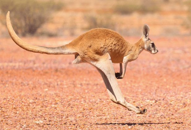 Why Kangaroos Can’t Hop in Reverse