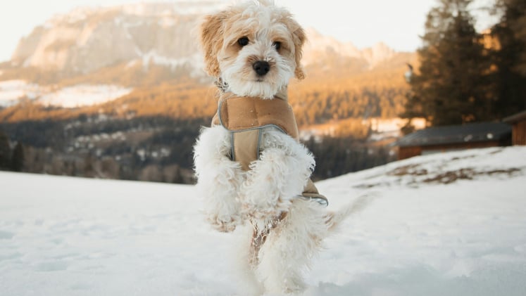 🐕 A winter potty solution
