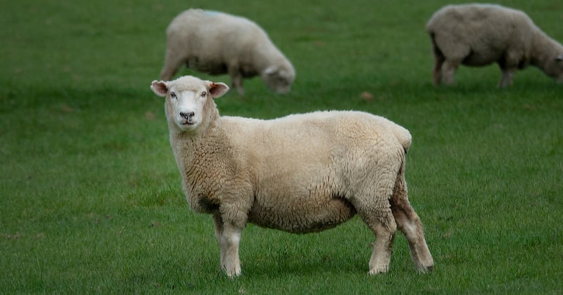 New $500 record for lamb prices set in Ballarat