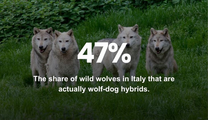 🌅 Italy’s Wolf-Dog Hybrids Pose a Serious Threat