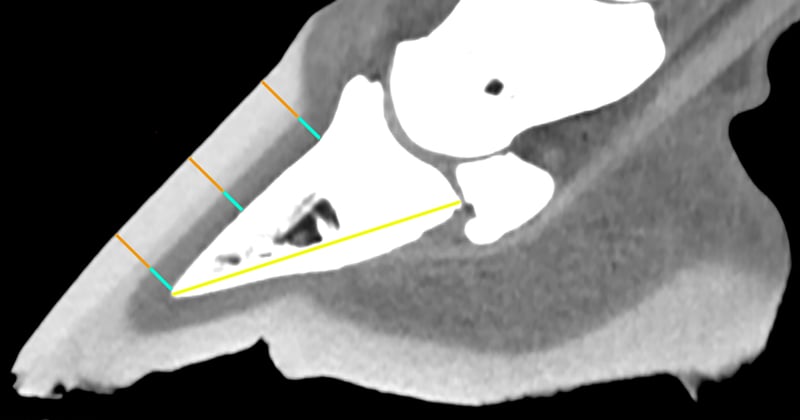 CT Hoof Normals for Sport Horses: New Reference Ranges (110 Feet)