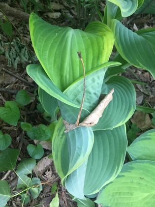 Natural Ephemerals: Bound