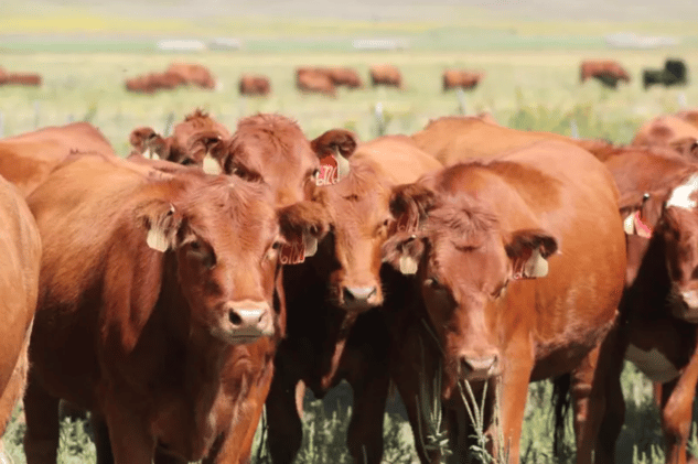 💰Heifer Replacements: Retain or Buy?