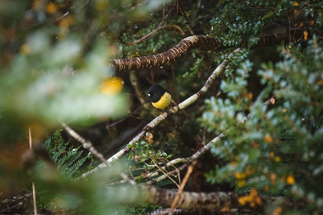 From bagging peaks to snapping beaks