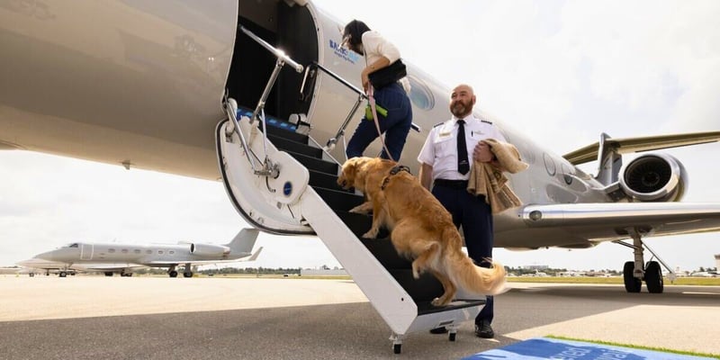 BARK Air Is Launching Luxury Dog-First Retreats in Hawaiʻi