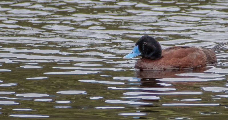 “Taken us by surprise”: Tower Hill to partially reopen for duck shooters after years of closures