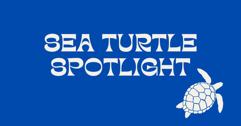 Sea Turtle Spotlight