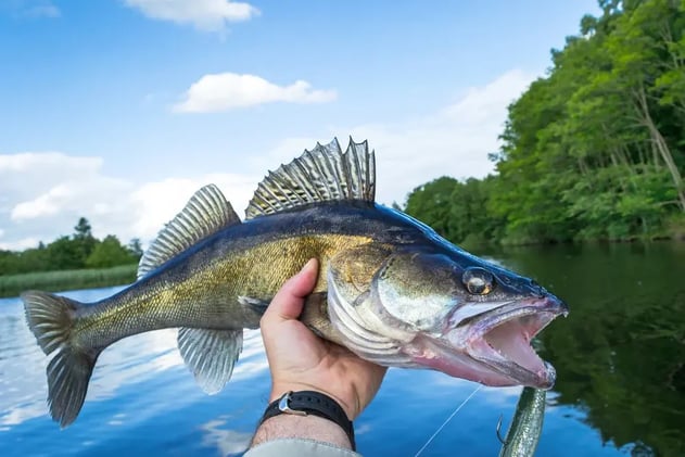 Summer’s No Joke—Here’s How to Outsmart Picky Walleye