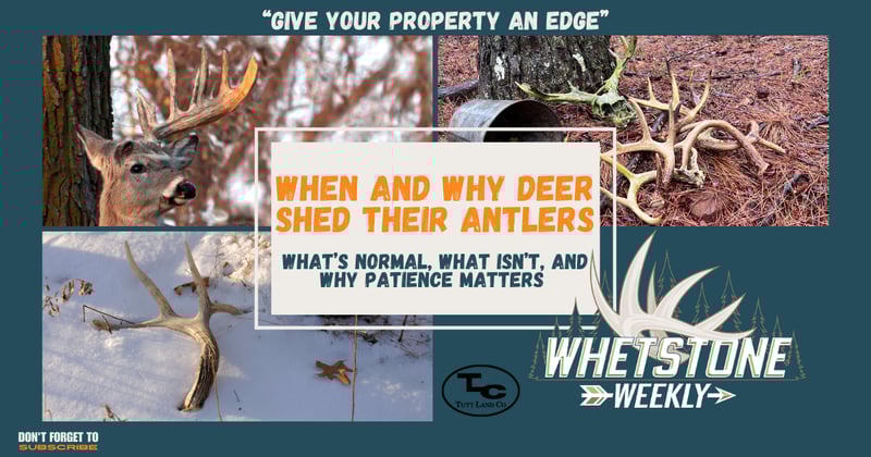 When and Why Deer Shed Their Antlers