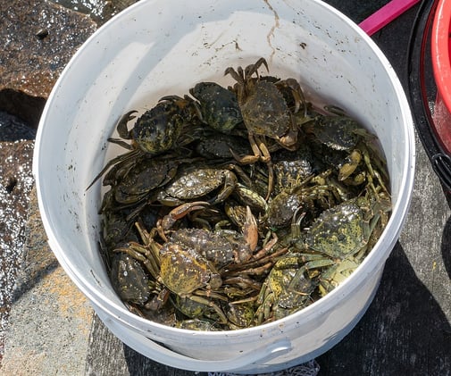 🦀 Crabs in a Bucket 🦀 (a theory)