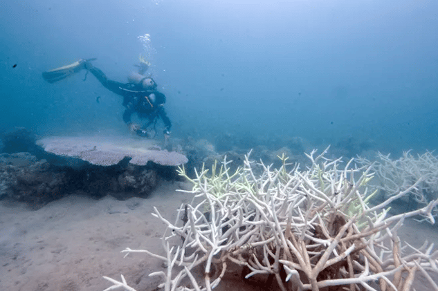 🪸 First Climate Tipping Point Breached